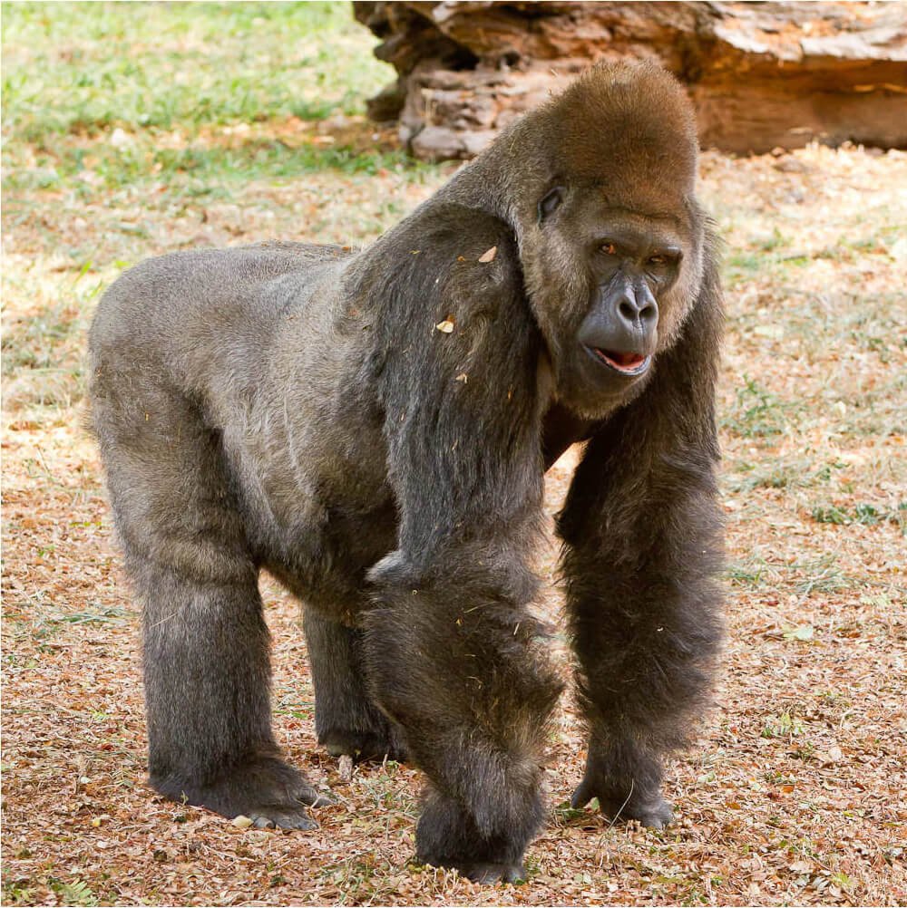 Mysore Zoo - Gorilla
