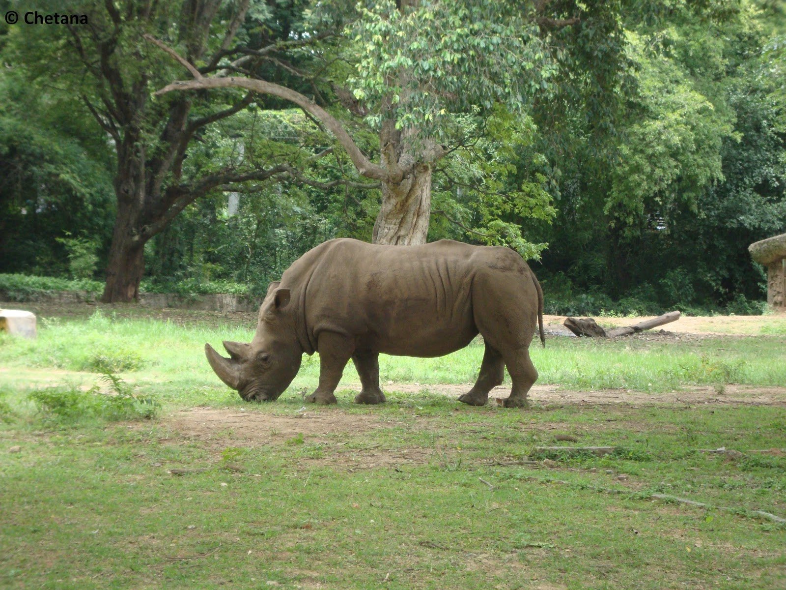 Mysore Zoo Timings 08 - Rhino