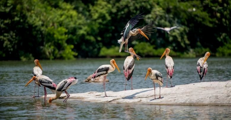 Ranganthittu Bird Sanctuary 01 - Birds 1