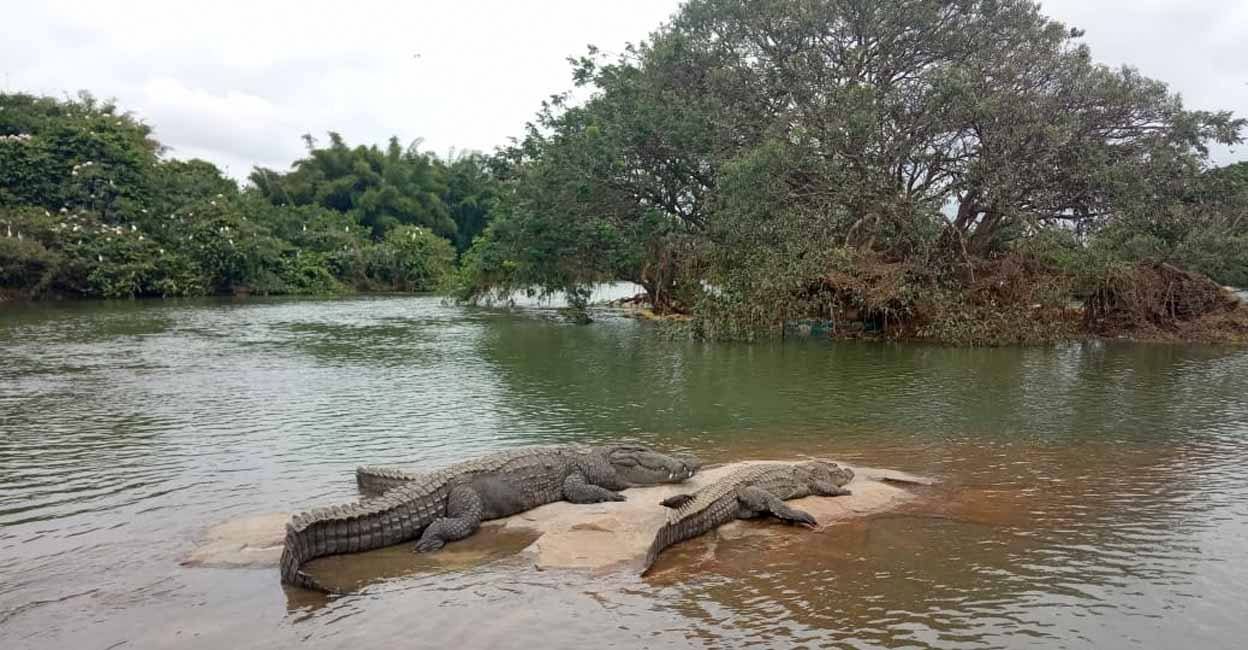 Ranganthittu Bird Sanctuary 03 - Crocodile