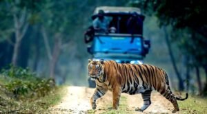 Kabini Wildlife Sanctuary - 01 - Tiger crossing the road