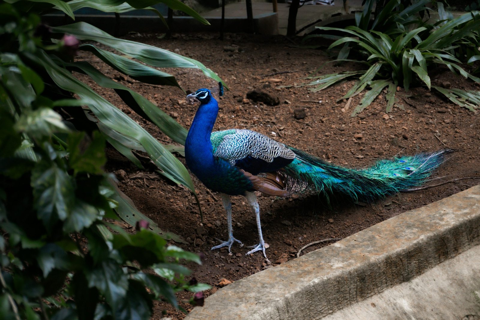 a peacock standing on the ground next to some plants