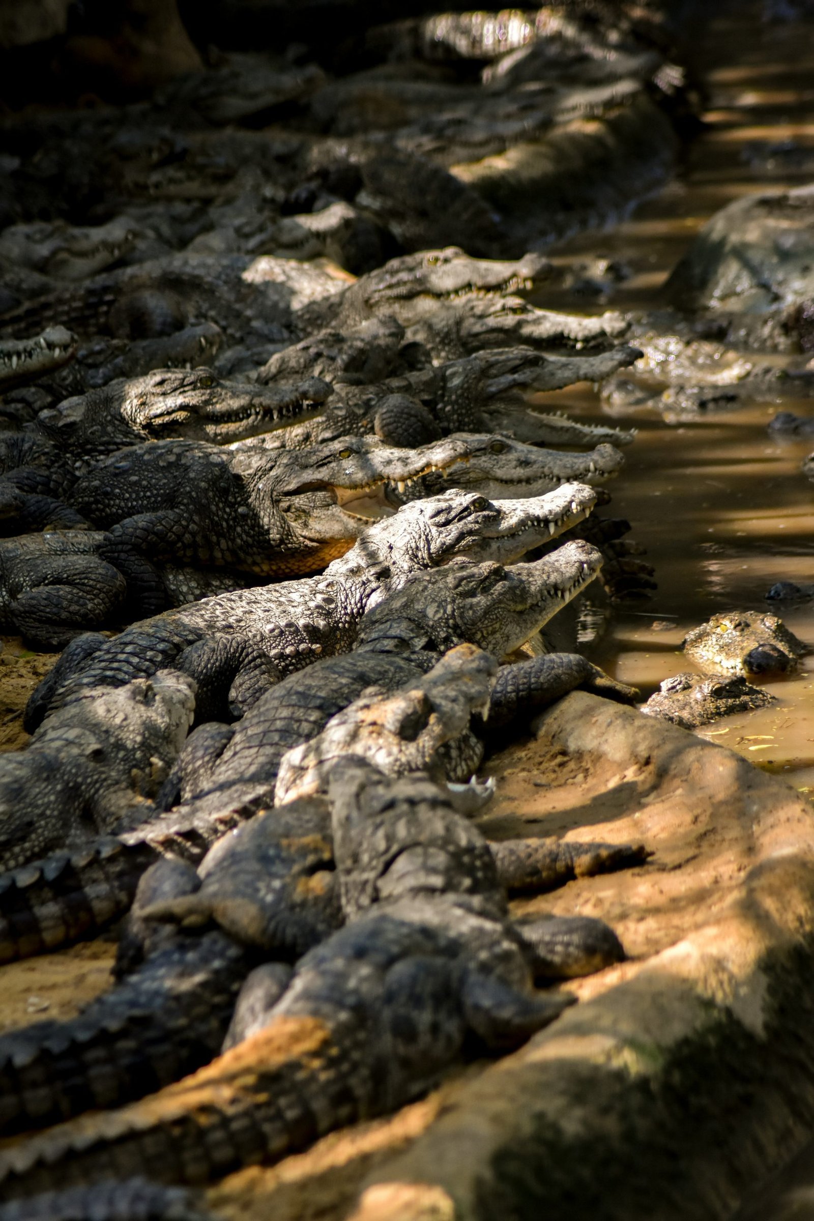 skin of crocodile