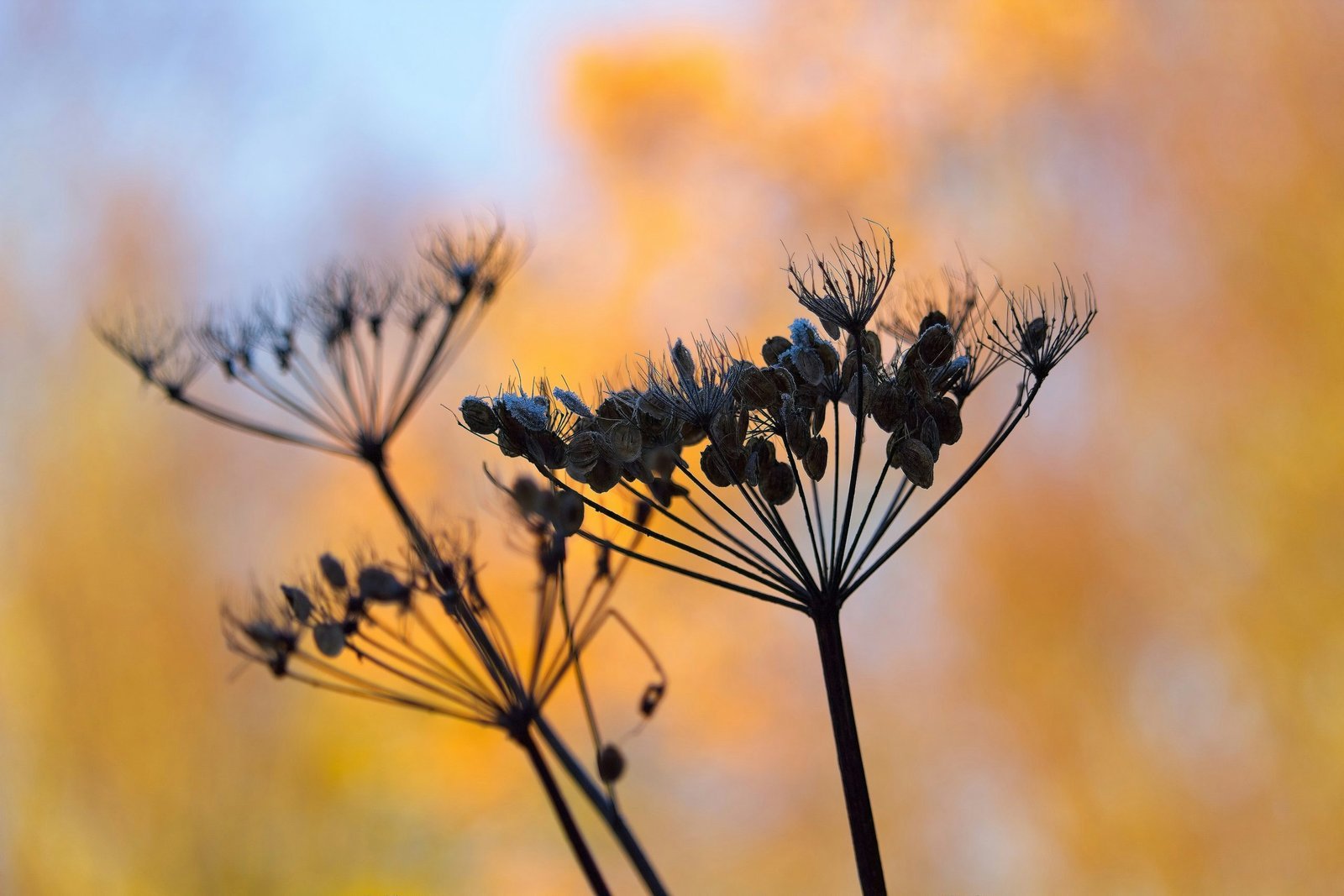 a close up of a plant with a blurry background