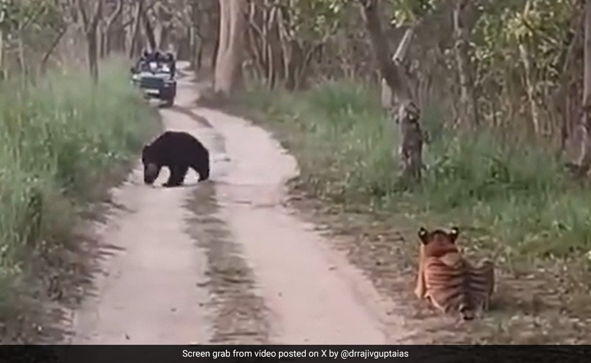 On Camera, 'Rarest Of The Rare' Confrontation Between Tigress, Bear