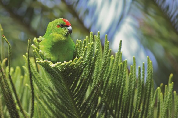 Norfolk Island’s endemic green parrot is on the brink of extinction due to predation by black rats and feral cats.