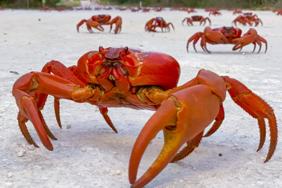 Red crabs can migrate again on Christmas Island now that the ant problem has been tackled.